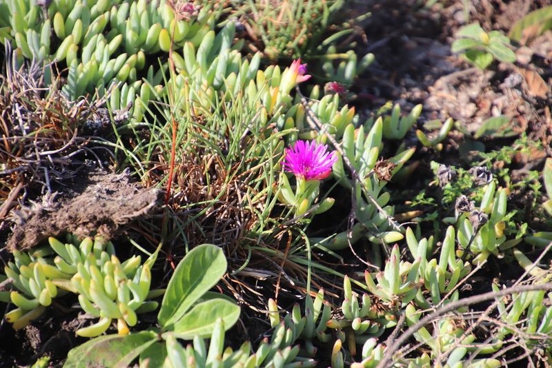Lampranthus fugitans, photographed by Tony Rebelo