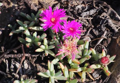 Lampranthus fugitans, photographed by Tony Rebelo