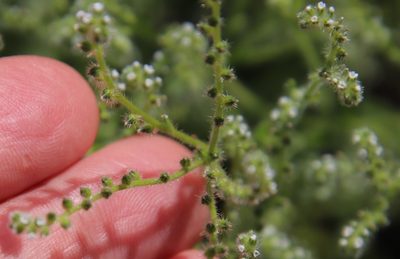 Cryptantha micromeres, photographed by Millie Basden