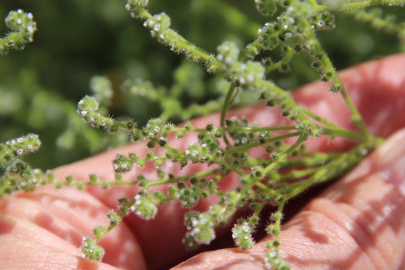 Cryptantha micromeres, photographed by Millie Basden