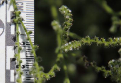 Cryptantha micromeres, photographed by Millie Basden