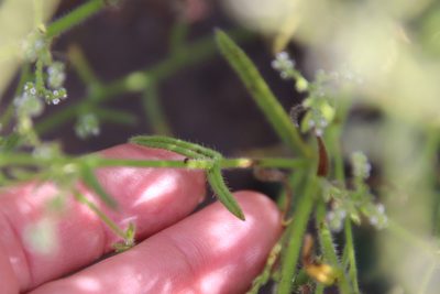 Cryptantha micromeres, photographed by Millie Basden