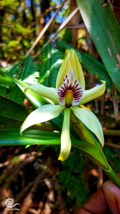 Prosthechea baculus, photographed by Kenner Díaz