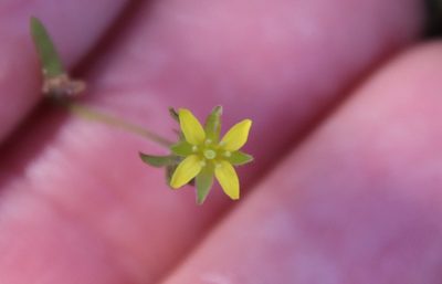 Tropidocarpum gracile, photographed by Millie Basden