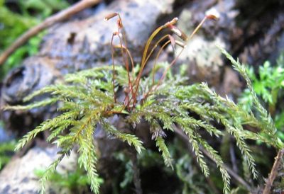 Hypnodendron marginatum, photographed by John Steel