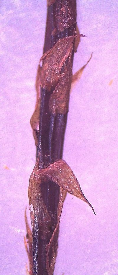 Hypnodendron marginatum, photographed by John Steel