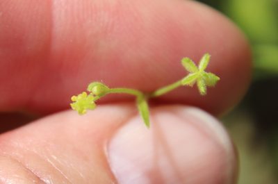 Ranunculus hebecarpus, photographed by Millie Basden