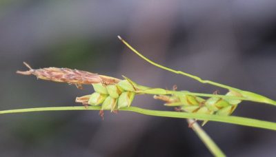 Carex triquetra, photographed by Millie Basden