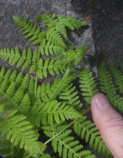 Hypolepis dicksonioides, photographed by Peter de Lange