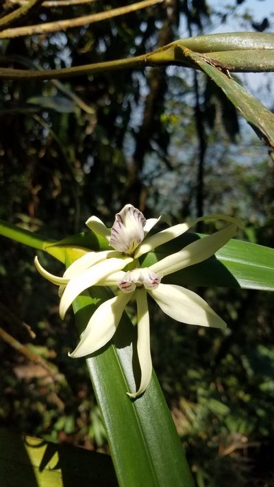Prosthechea baculus, photographed by Kenner Díaz