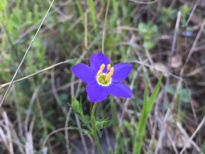 Giliastrum rigidulum, photographed by Reid Hardin