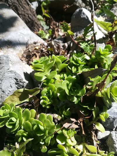 Sedum rhodocarpum, photographed by Francisco Martínez González