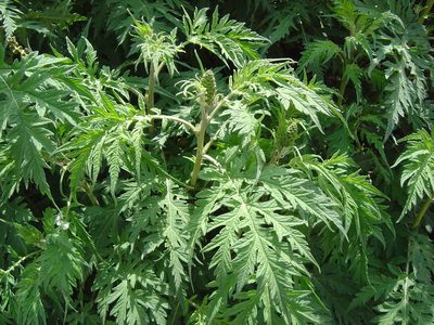 Ambrosia arborescens, photographed by Alfredo F. Fuentes Claros