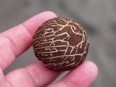 Manicaria saccifera, photographed by Lena Struwe