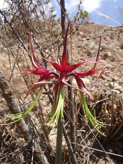 Hippeastrum cybister, photographed by Alfredo F. Fuentes Claros