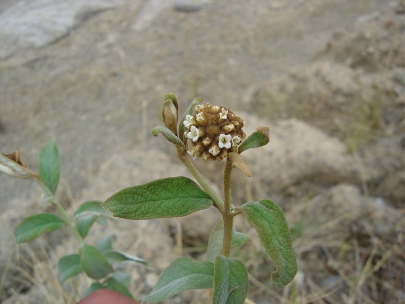 Buddleja aromatica, photographed by Alfredo F. Fuentes Claros