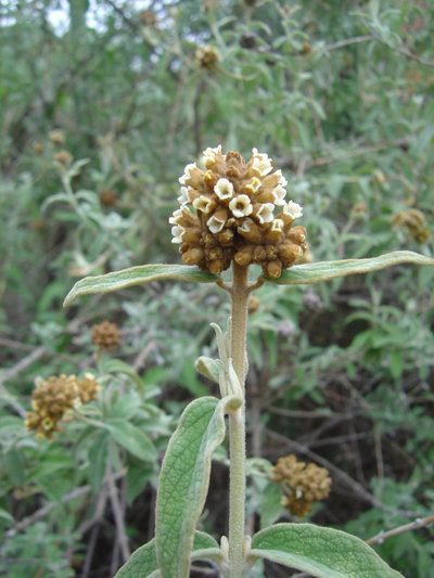 Buddleja aromatica, photographed by Alfredo F. Fuentes Claros