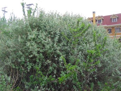 Buddleja aromatica, photographed by Alfredo F. Fuentes Claros