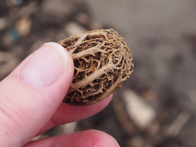 Grias cauliflora, photographed by Lena Struwe