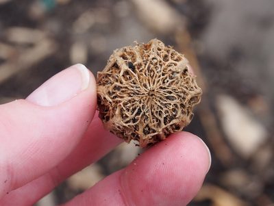 Grias cauliflora, photographed by Lena Struwe