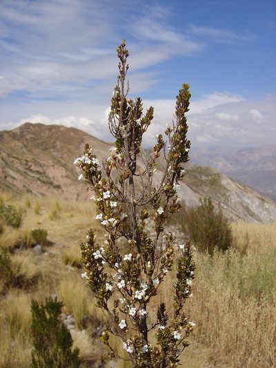 Clinopodium bolivianum, photographed by Alfredo F. Fuentes Claros