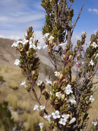 Clinopodium bolivianum, photographed by Alfredo F. Fuentes Claros