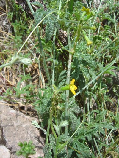 Apodanthera mandonii, photographed by Alfredo F. Fuentes Claros