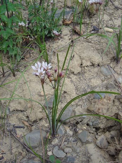 Nothoscordum andicola, photographed by Alfredo F. Fuentes Claros