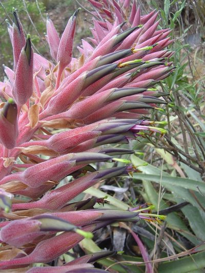 Puya meziana, photographed by Alfredo F. Fuentes Claros