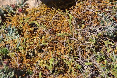 Cassytha pondoensis, photographed by Tony Rebelo