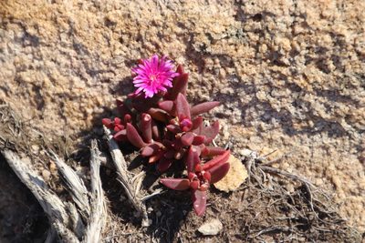 Delosperma vinaceum, photographed by Tony Rebelo