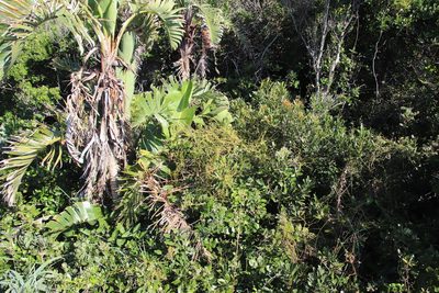 Cassytha pondoensis, photographed by Tony Rebelo