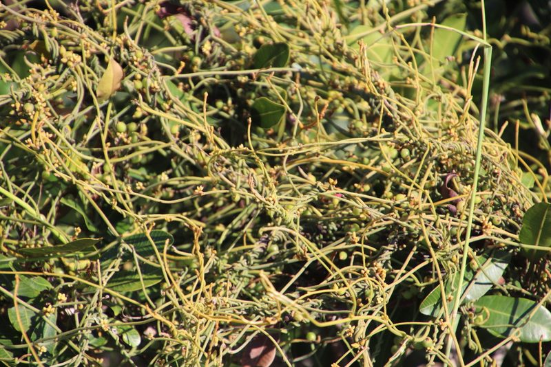 Cassytha pondoensis, photographed by Tony Rebelo