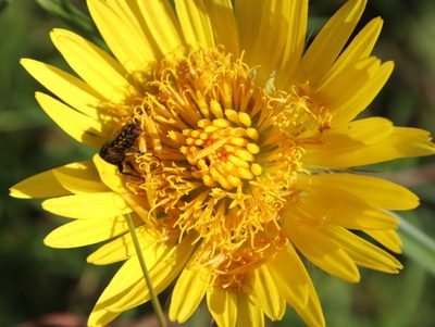 Berkheya speciosa, photographed by Tony Rebelo