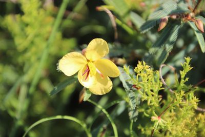 Chamaecrista comosa, photographed by Tony Rebelo