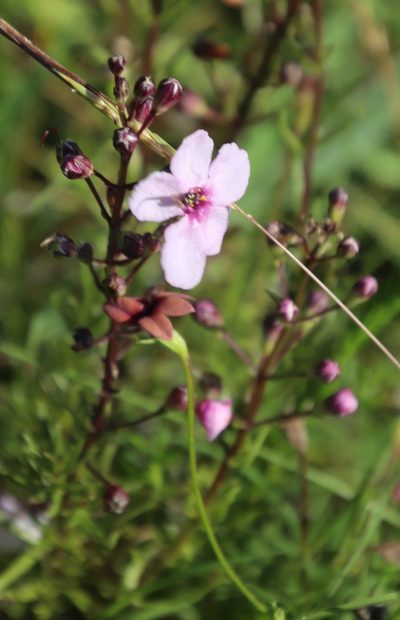 Sopubia simplex, photographed by Tony Rebelo