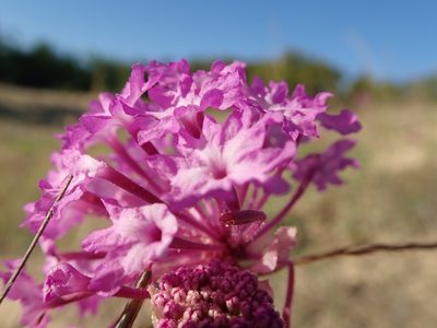 Abronia macrocarpa, photographed by Clifton Ladd, C.W.B.