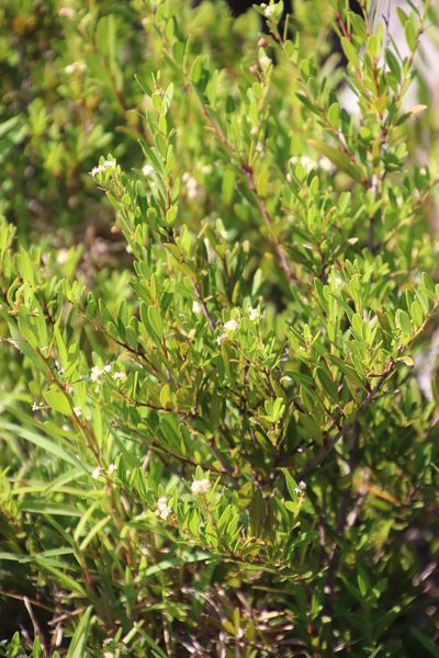 Gymnosporia bachmannii, photographed by Tony Rebelo