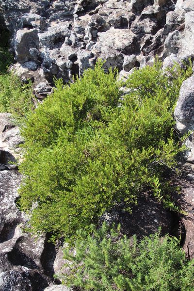 Gymnosporia bachmannii, photographed by Tony Rebelo