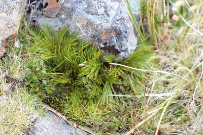 Aciphylla similis, photographed by Jacob Littlejohn
