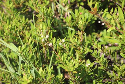 Gymnosporia bachmannii, photographed by Tony Rebelo