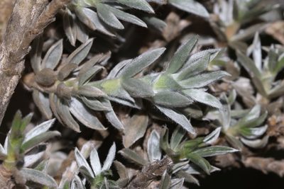 Polhillia connata, photographed by Brian du Preez
