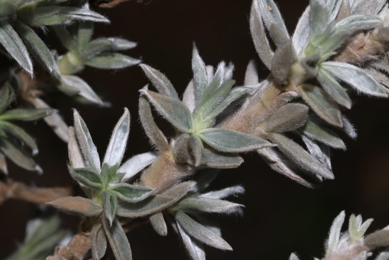 Polhillia connata, photographed by Brian du Preez