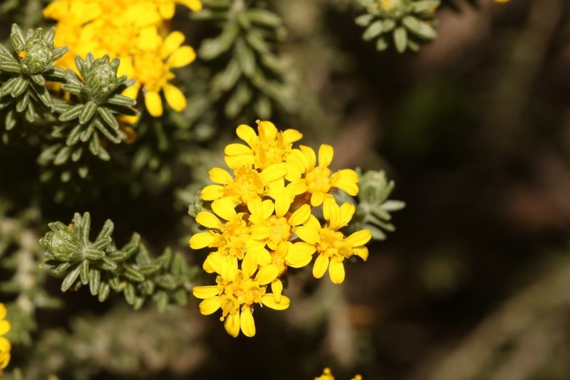 Oedera garnotii, photographed by Brian du Preez