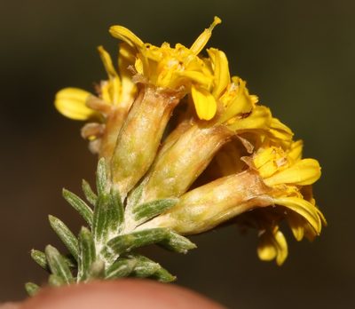 Oedera garnotii, photographed by Brian du Preez