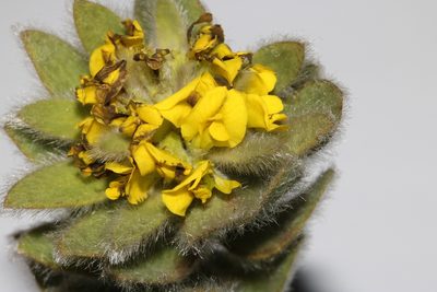 Xiphotheca guthriei, photographed by Brian du Preez