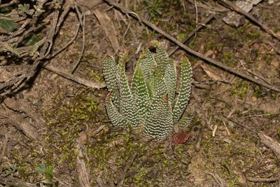 Tulista minor, photographed by Brian du Preez