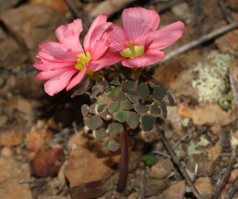 Oxalis convexula, photographed by Brian du Preez
