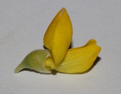 Polhillia pallens, photographed by Brian du Preez