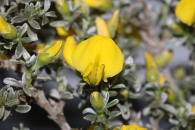 Polhillia pallens, photographed by Brian du Preez